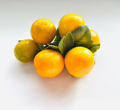 Fukushu Semi-Dwarf Kumquat Trees- 12 Pack