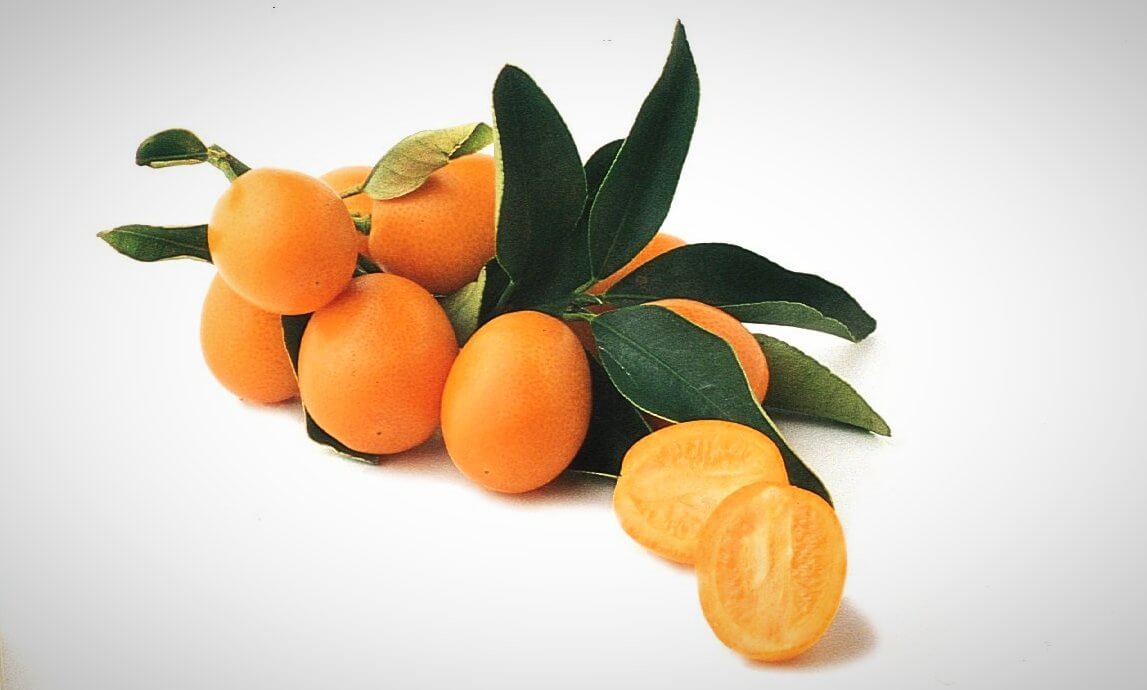 Meiwa Semi-Dwarf Kumquat Trees- 12 Pack