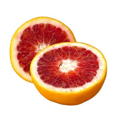 Moro Blood Orange Semi-Dwarf Orange Tree- 12 Pack