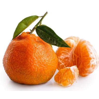 Owari Satsuma Semi-Dwarf Mandarin Tree- 12 Pack