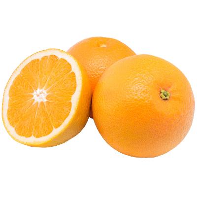 Valencia Orange Semi-Dwarf Orange Tree- 12 Pack
